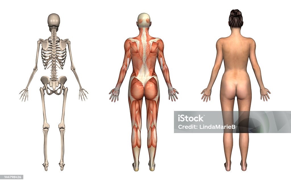 Anatomy Overlays  Female - Back Anatomical overlays, female, back view. These images will line up exactly, and can be used to study anatomy. 3D render. Adult Stock Photo