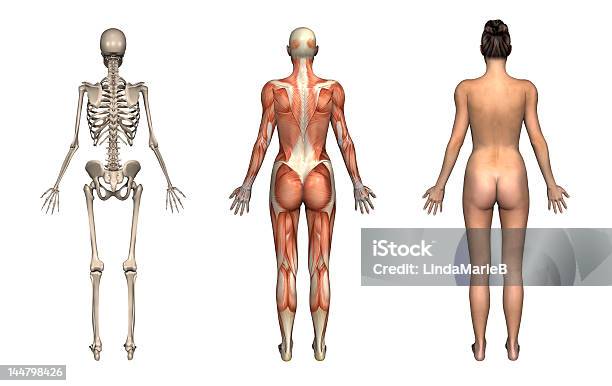 Anatomy Overlays Female Back Stock Photo - Download Image Now - Adult, Anatomy, Biology