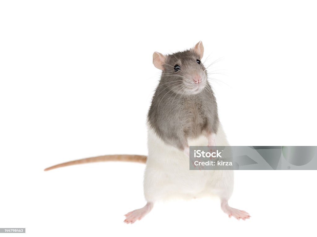 Cute Rat Stock Photo - Download Image Now - Rat, Cute, White ...