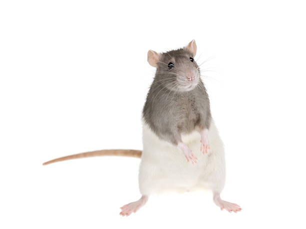 Cute rat stock photo