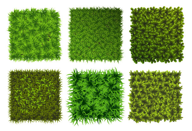 istock Green grass squares. Ground cover plants background texture. Design for card, banner. Piece grasses for you design 1447985393