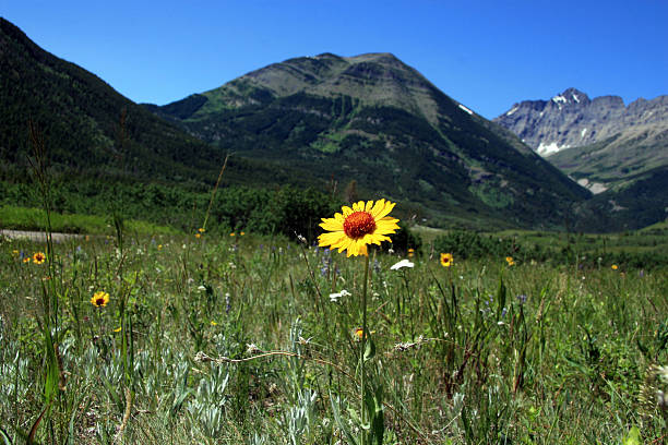 Fiore giallo in Montagne Rocciose Canadesi - foto stock