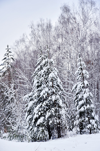 Winter forest in white snow. There is a lot of snow on pine branches in the forest. Beautiful winter forest with snow and Christmas trees.