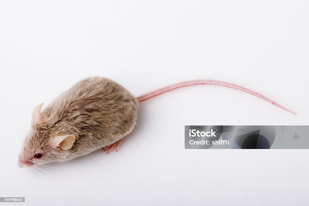 Grey Mouse Stock Photo - Download Image Now - Animal, Animal Body Part,  Animal Hair - iStock