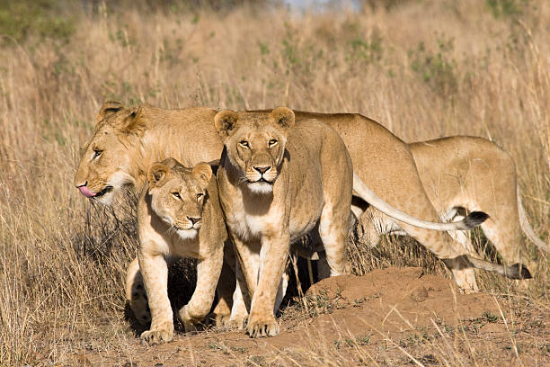 istock Pride of lions 144798699