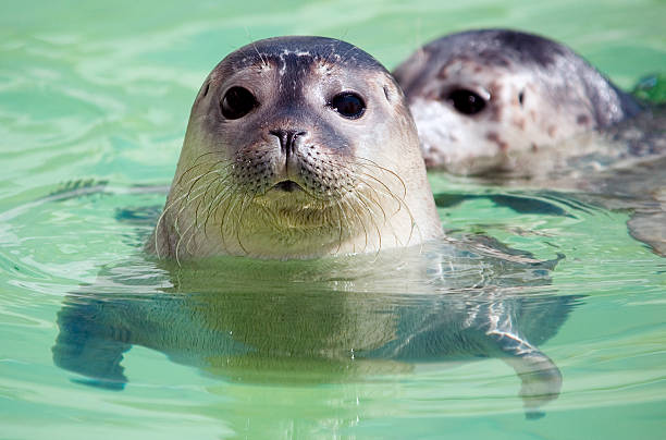 istock Two cute seals in water with one looking at camera 144798757