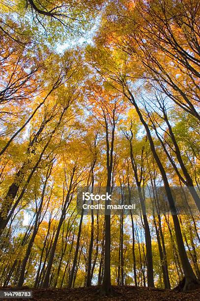 Осенний Лес — стоковые фотографии и другие картинки Без людей - Без людей, Вертикальный, Ветвь - часть растения