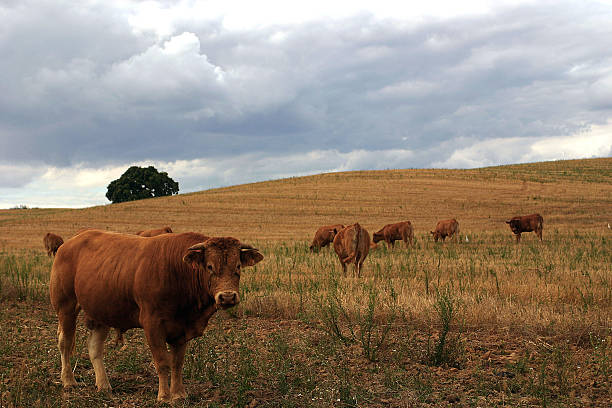 istock Bulls in the Field 144798886