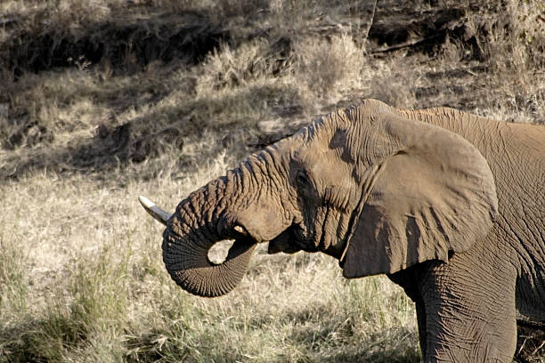 Loxodonta africana, African Elephant stock photo