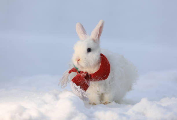 istock Christmas, Santa Claus white rabbit in the snow 1447989840