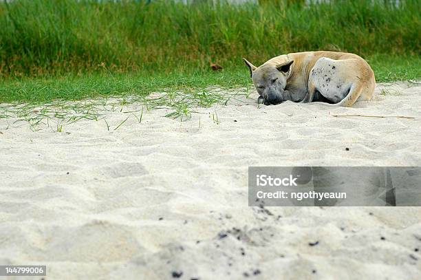 Cão Na Praia De Futebol - Fotografias de stock e mais imagens de Adoção de animais - Adoção de animais, Animal, Animal perdido