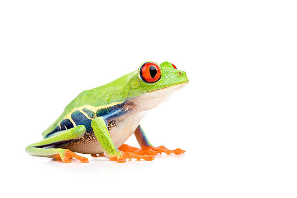 red-eyed tree frog isolated on white stock photo