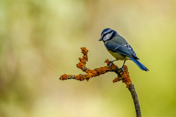 istock A blue tit, perched on a twig, with a background out of focus. 1447993012