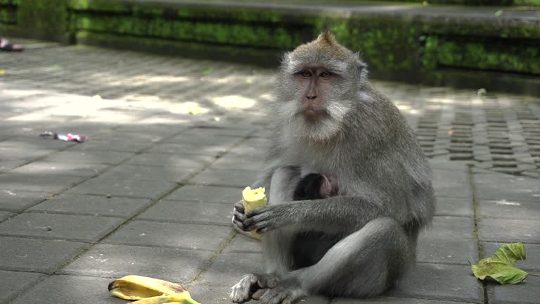 Mother monkey eating banana while breastfeeding her baby