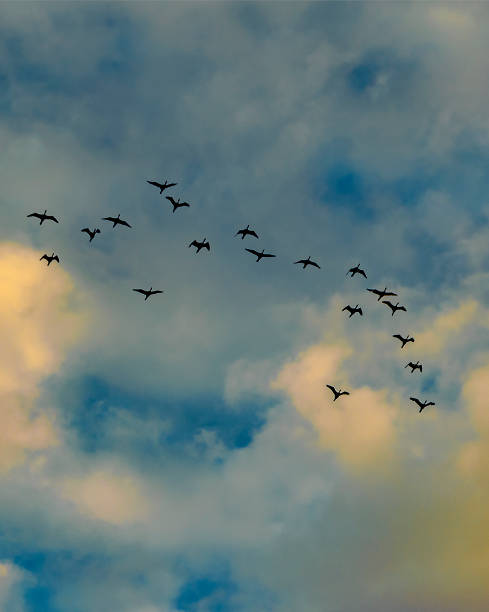 istock Birds flying over stormy clouds 1447993658