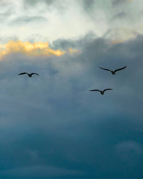 istock Birds flying over stormy clouds 1447993775