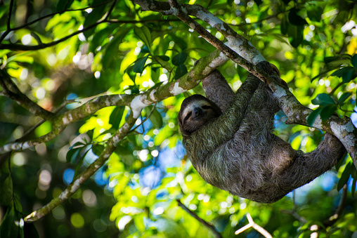 The amazing three-toed sloth.