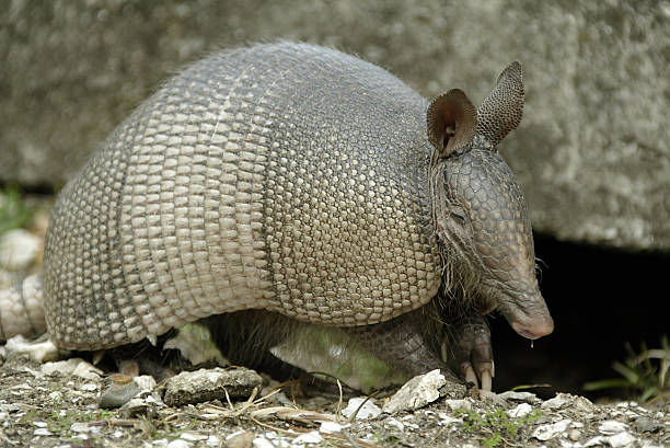 Armadillo Armadillo with a drip coming out of its nose.  Digital imae shot in color during the daytime on Cumberland Island in Georgia cumberland island georgia photos stock pictures, royalty-free photos & images