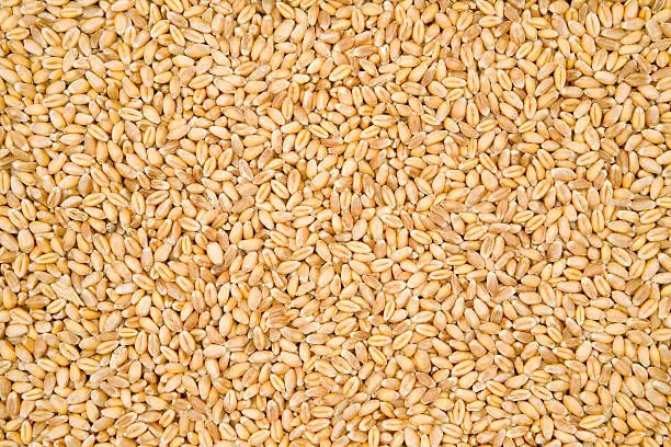 Heap of wheat seeds close-up.