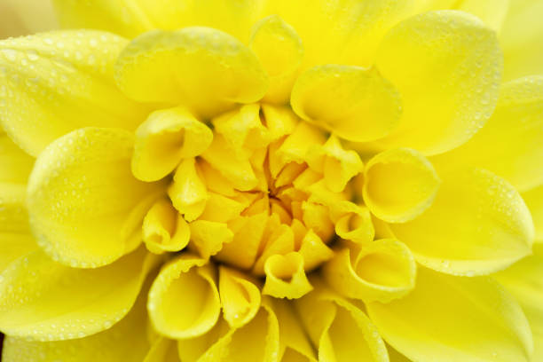A partially opened yellow dahlia photographed against a colorful bokeh background. The photo exudes warmth, freshness, and early summer vibrance.