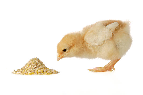 Baby chicken having a meal Baby chicken having a meal baby birds feeding stock pictures, royalty-free photos & images