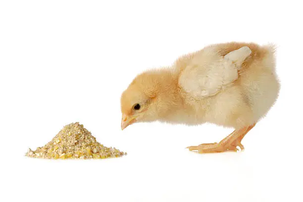 Photo of Baby chicken having a meal