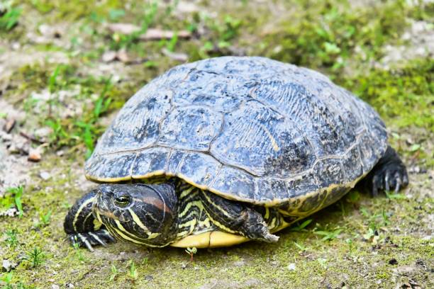 istock Photo Picture of Red Eared Terrapin Turtle Trachemys Scripta Elegans Tortoise 1447995389