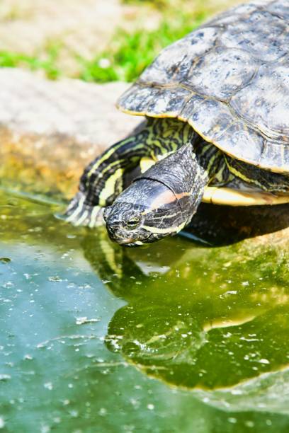 istock Photo Picture of Red Eared Terrapin Turtle Trachemys Scripta Elegans Tortoise 1447995416