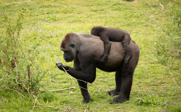 western gorilla - gorilla zoo animal silverback gorilla imagens e fotografias de stock