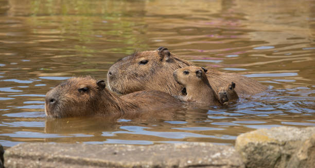 close up of Capybara