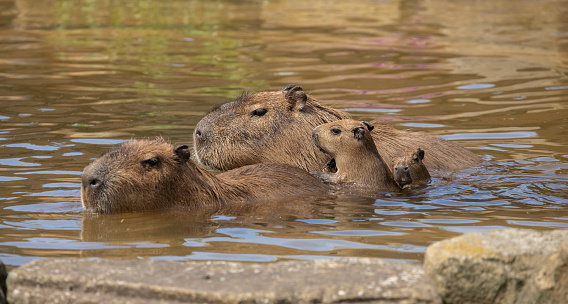 close up of Capybara Hydrochaeris hydrochaeris family enjoying a swim