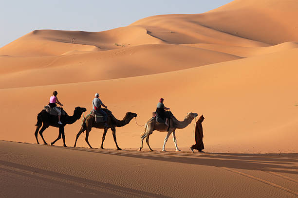 Camel Caravan in the Sahara Desert Camel caravan going through the sand dunes in the Sahara Desert, Morocco. camel train photos stock pictures, royalty-free photos & images