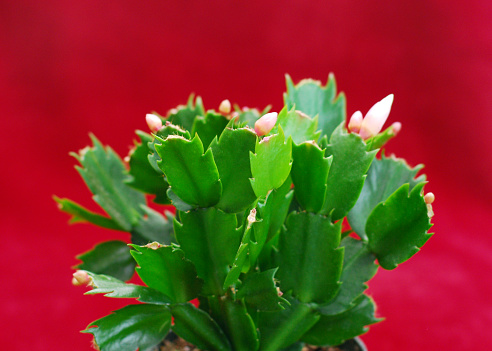 Closeup of a Christmas Cactus about to bloom during the holiday season.
