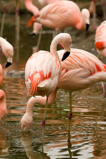 istock Chilean Flamingo 144799860