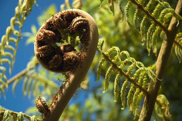 Koru - new leaf and life Koru - new leaf of silver fern, NZ native plant. New Zealand national simbol. new zealand silver fern stock pictures, royalty-free photos & images