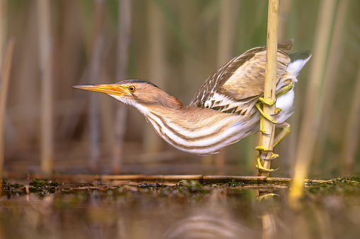 Little bittern (Ixobrychus minutus) perched in reed above the water of a lake while fishing. Bulgaria. Wildlife scene of Nature in Europe.