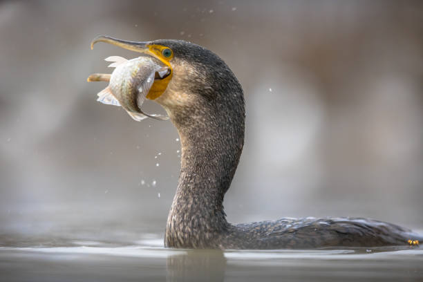 Great cormorant eating carp fish Great cormorant (Phalacrocorax carbo) eating carp fish caught in Lake Csaj, Kiskunsagi National Park, Pusztaszer, Hungary. February. This large black bird is found in Europe, Asia, Africa, Australia and North America. cormorant stock pictures, royalty-free photos & images