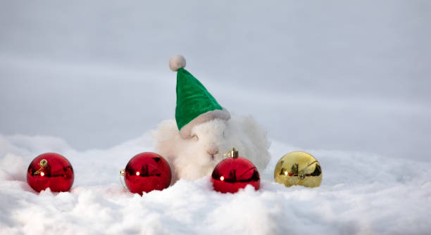 istock Christmas, Santa Claus white rabbit in the snow 1447999344