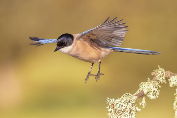 istock Iberian magpie flying against bright background 1447999398
