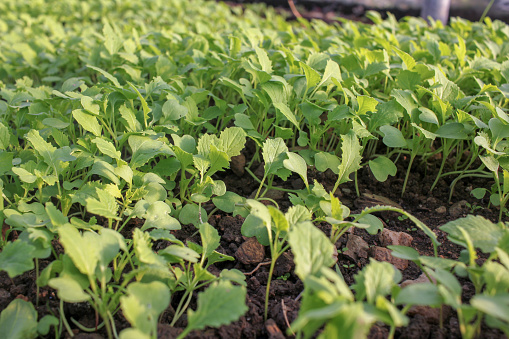 tasty and healthy turnips growing in a greenhouse