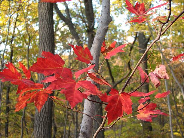 istock Vibrant Red Autumn Leaves 144800239