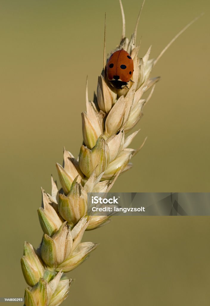 Ladybug Close-up of a ladybug resting between grains of wheat Animal Stock Photo