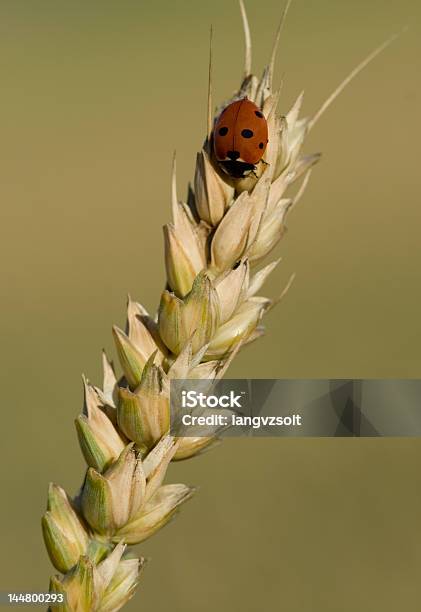 Ladybug Stock Photo - Download Image Now - Animal, Cereal Plant, Close-up
