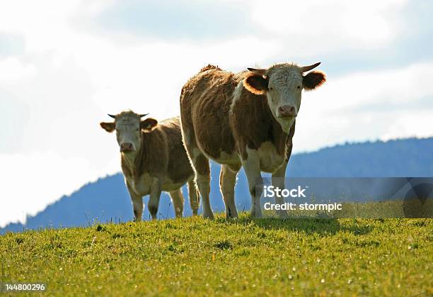 Vacas Curioso - Fotografias de stock e mais imagens de Agricultura - Agricultura, Ao Ar Livre, Cadeia de Montanhas