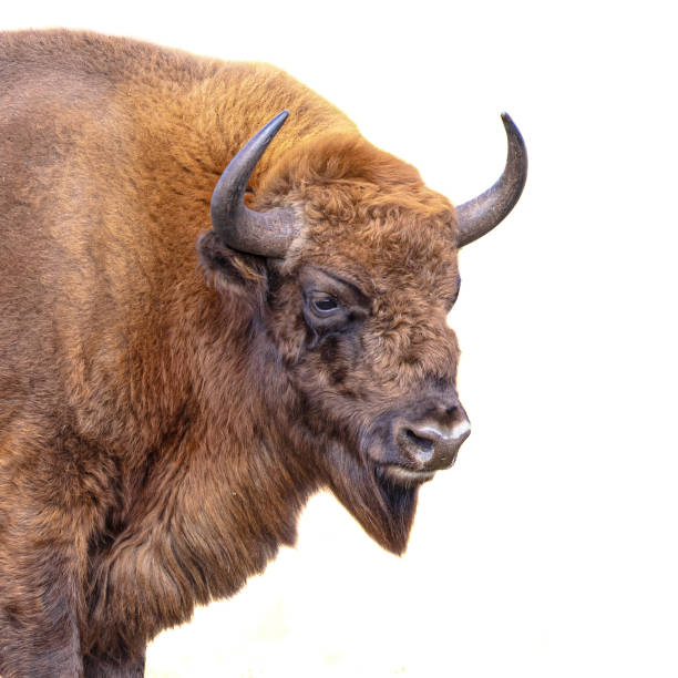 istock Wisent or European bison on white background 1448002977