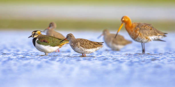 istock Migratory Wader Birds resting in Wetland 1448003161