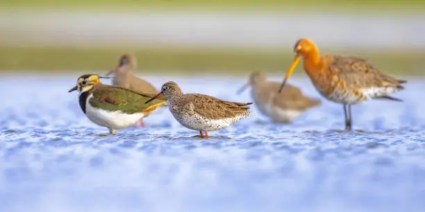 Photo of Migratory Wader Birds resting in Wetland