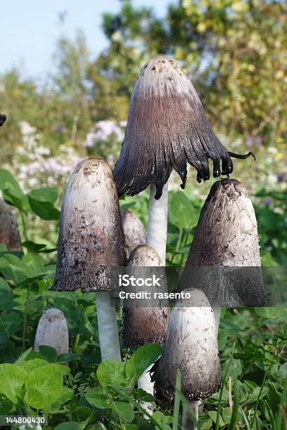 Mushrooms Stock Photo - Download Image Now - Agaricales, Animals In The Wild, Fly Agaric Mushroom