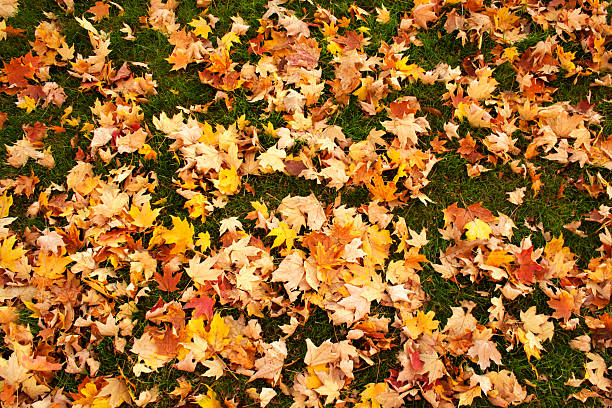 istock maple leaves cover the ground 144800472