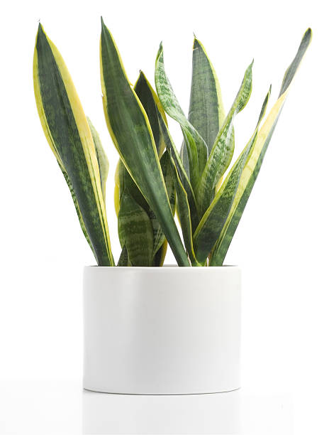 Small sansevieria in white pot with white background a sharp low-key image sanseveria trifasciata stock pictures, royalty-free photos & images